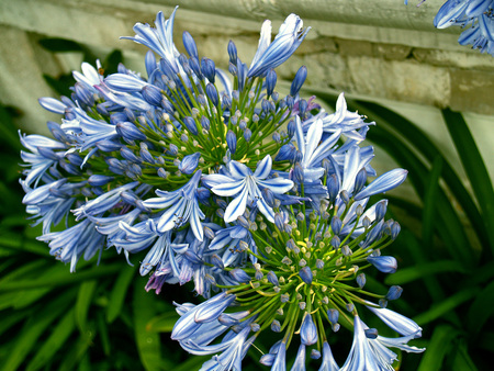 Blue at Kew - flowers, kew, blue, gardens