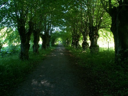 A magic road - roads, forests