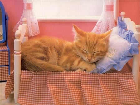 Home Sweet Home - window, curtains, nap, bedroom, sweet, home, cat, bed, dresser, kitten, pillow, sleeping, kitty