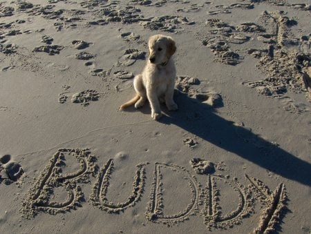 Our dog at the beach - dog, buddy, golden