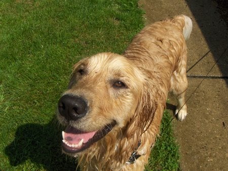 Buddy coolin off - dog, golden, cool