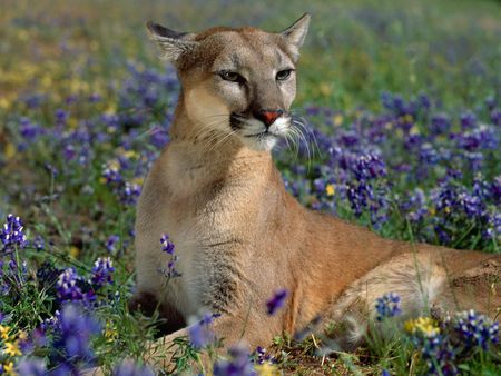 Cougar - cats, flowers, field, cougar, wild, grass