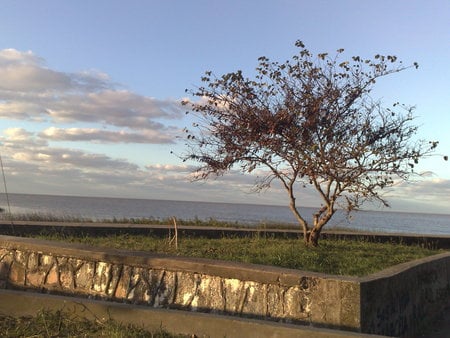 Arbol.Punta.Lara - nature, green, trees