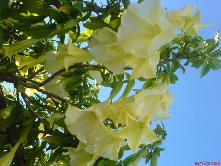 floripondio1 - nature, yellow, forest, green, flowers