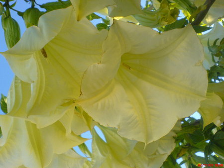 floripondio3 - nature, yellow, forest, green, flowers