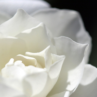 White Rose