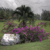 	purple bouganvillia