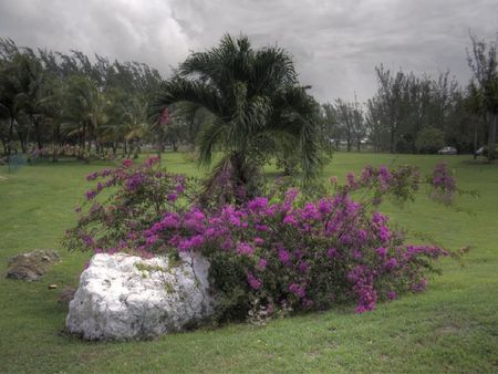 	purple bouganvillia - bouganvillia, purple, tree