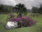 	purple bouganvillia