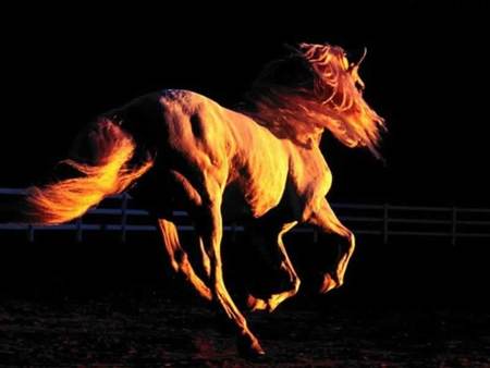 sunset gallop - nice, gallop, sunset, horse