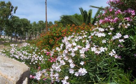 	flowerful sardinia - sardinia, flowerful