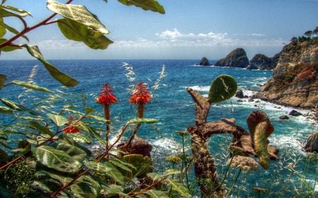 	Junes flora in Ponza - flowers, sea, cliff