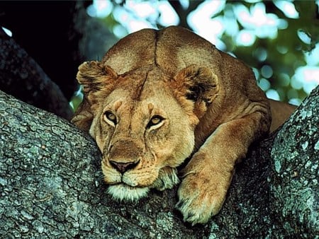 lion - strong, lion, africa, animals