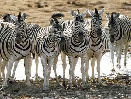 zebras - horse family, zebra, landscape, stripes, animals, water, africa