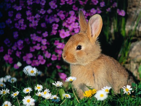 baby bunny - purple, animal, cute, soft, flowers, grass, garden, white, rabbit, brown, bunny