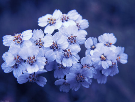 Pretty Flowers - flowers, nature