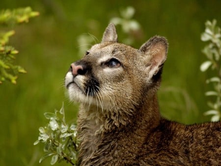 Puma concolor(cougar) - mountain lion, carnivora