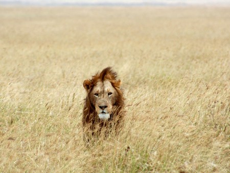 The King of the Jungle! - king of jungle, wild, lion