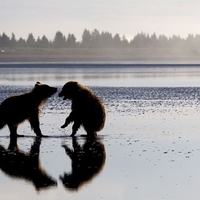 COASTAL BROWN BEARS