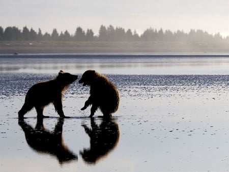 COASTAL BROWN BEARS