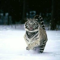 Charging tiger