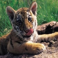 Tiger cub