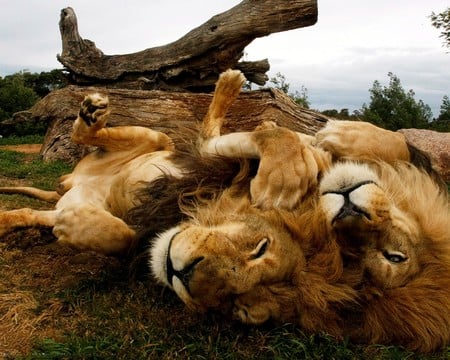 LION BROTHERS - heavy mane, panthera leo, carnivorous feline mammal