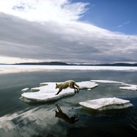 Arctic Wolf Leaping, Canada