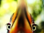 CLOSE -UP SHOT of HORNBILL