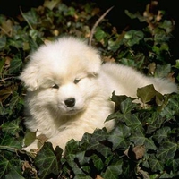 White puppy