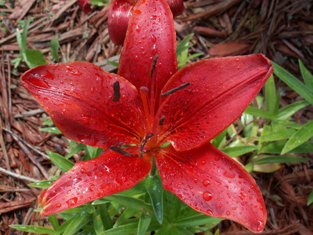 Red lily - flowers, lilys