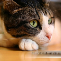 relaxed cat