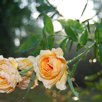 Orange roses