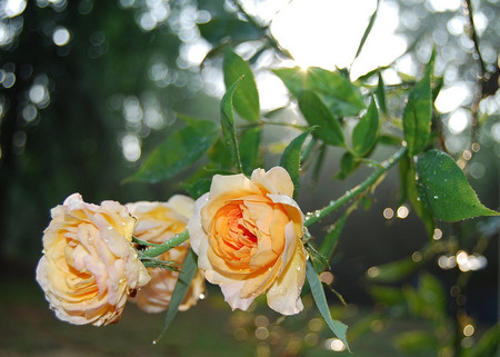 Orange roses - flowers, roses