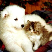 Kitten and puppy