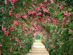 Rose archway path