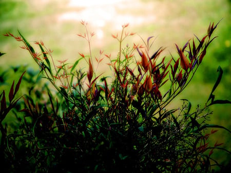 Ethereal morning - flowers, nature