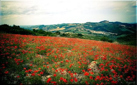 red beautiful field - field, red, beautiful