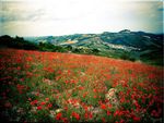 red beautiful field