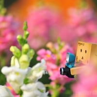 Danbo The Photographer