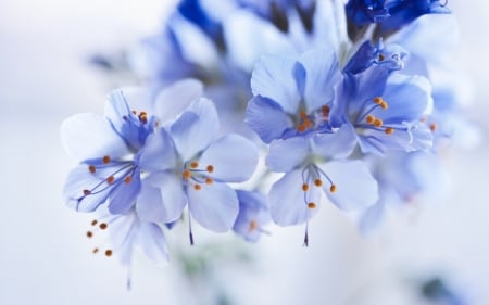 Blue Flower - nature, macro, soft, blue, flower