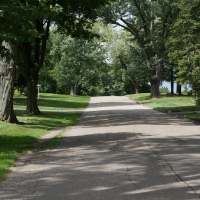 Tree Lined Road