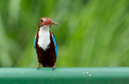 *** Kingfisher *** - animal, animals, bird, birds