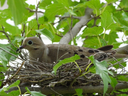 Morning Dove - bird, nest, dove, tree, Morning Dove