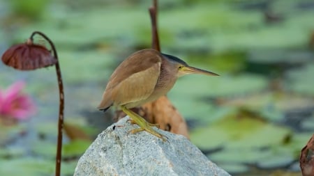 *** Bird *** - animal, animals, bird, birds