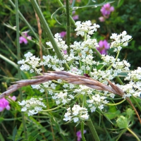 Pretty For Weeds