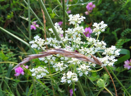 Pretty For Weeds - delicate, nature, summer, fields, weeds, grass, lace, flower