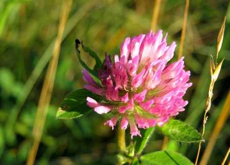 Pretty in Pink - bloom, nature, summer, fields, grass, flower, pink