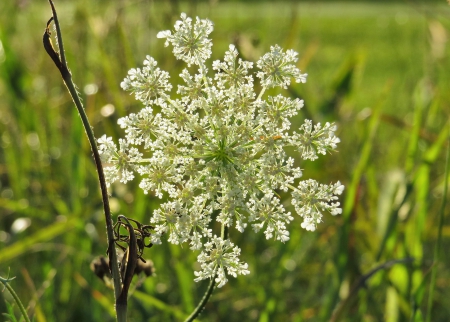 Summer of Lace - summer, flower, sparkle, field, lace, nature