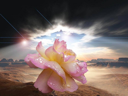 flower in the desert - sunlight, pink, petalswater, rose, darksky, flower